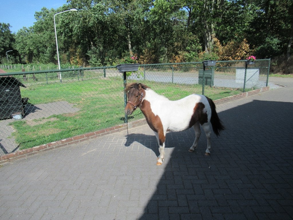 Een prachtige merrie Tiara, Dieren en Toebehoren, Merrie, 0 tot 2 jaar, A pony (tot 1.17m), Gechipt