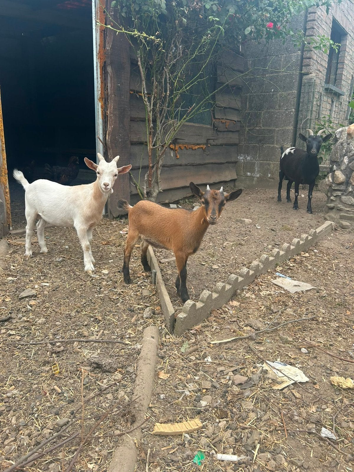Geiten, Dieren en Toebehoren, Meerdere dieren, Geit, 0 tot 2 jaar