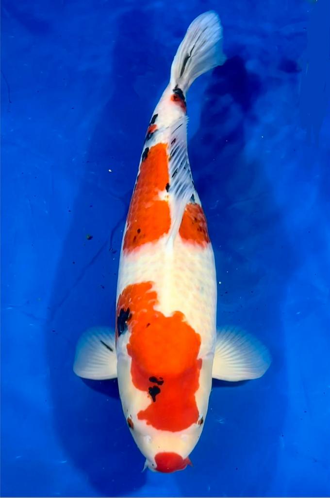 Sanke Marijyu 67cm female, Karper of Koi