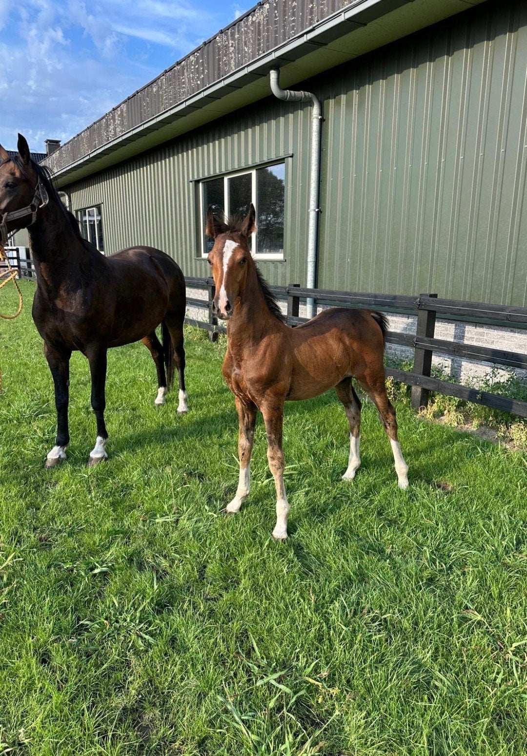 Hengstveulen te koop, Dieren en Toebehoren, Paarden, Minder dan 160 cm, Niet van toepassing, 0 tot 2 jaar, Hengst