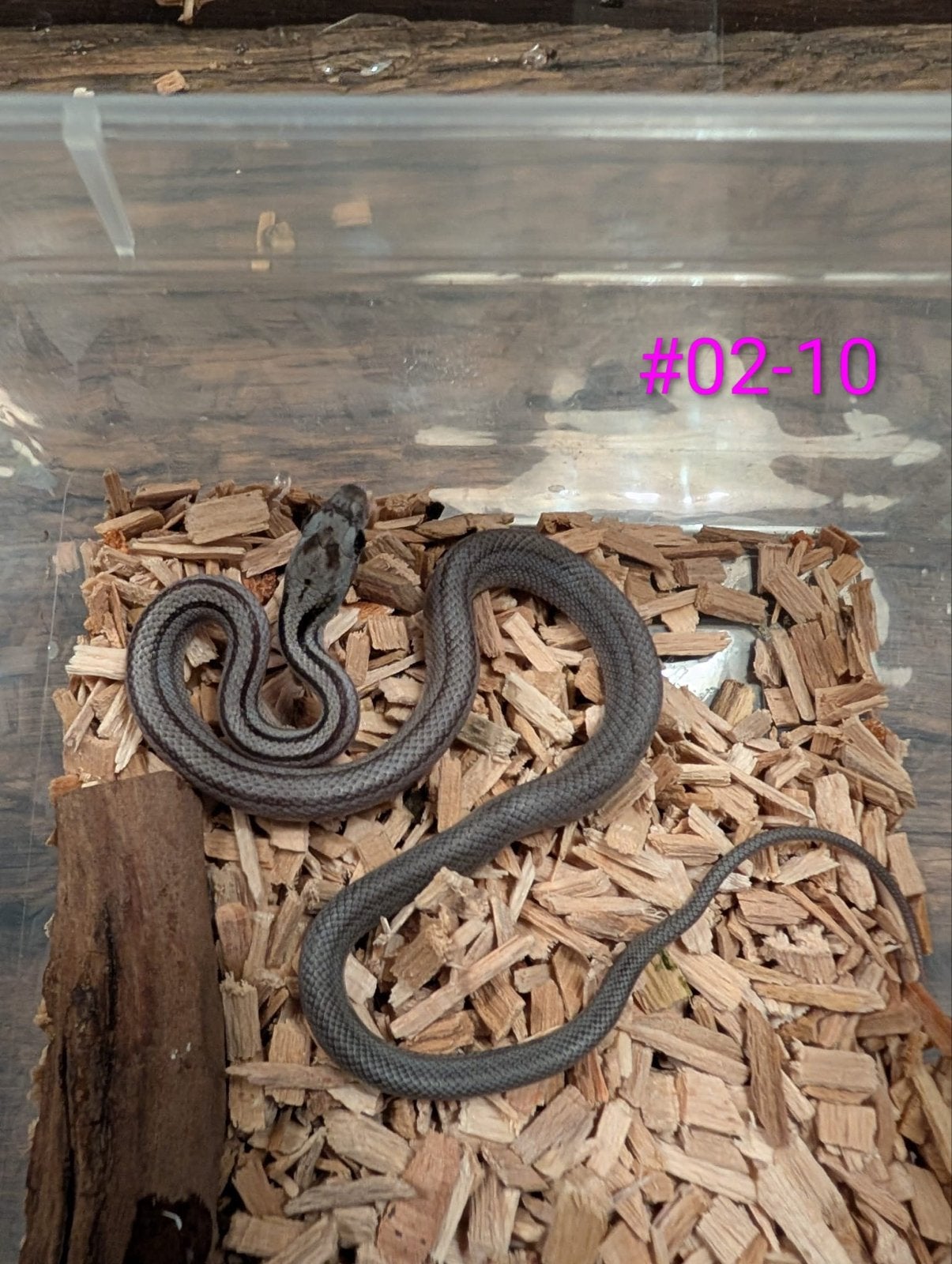 Jonge Anery / Charcoal rattenslangen Rat Snake photo 5
