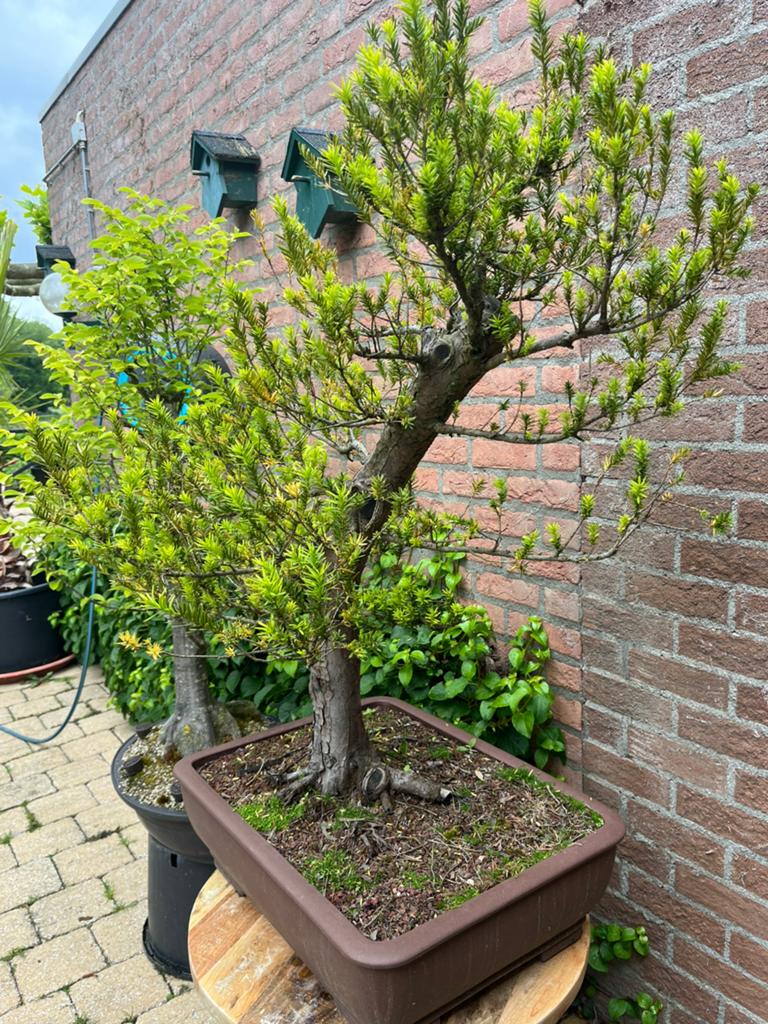 Bonsai Taxus Baccata, Tuin en Terras, Planten | Bomen, Bloeit niet, Halfschaduw, Overige soorten, Minder dan 100 cm