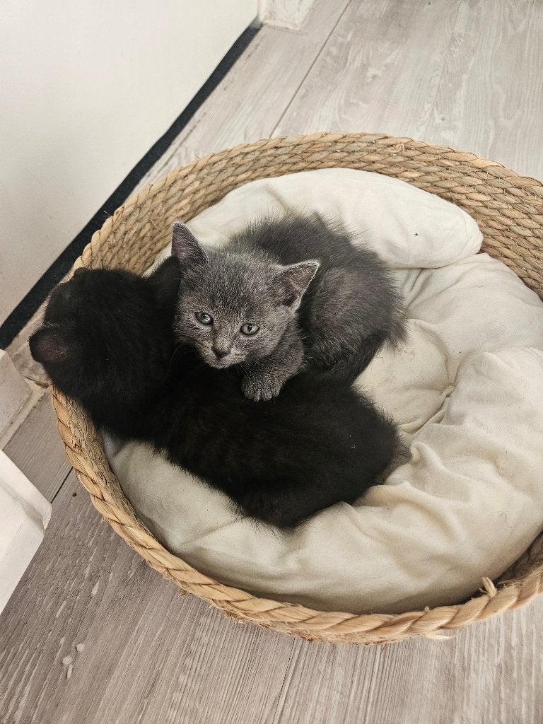 Kitten, britse kortharige kitten, Poes, 0 tot 2 jaar