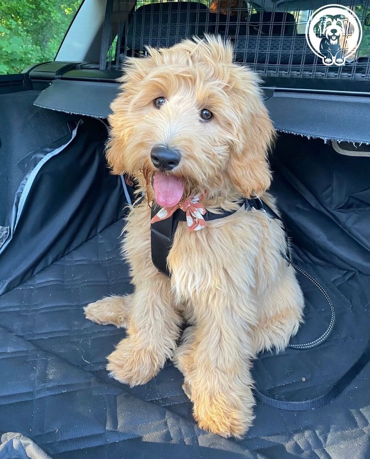 Gastgezin Australian Cobberdog / Labradoodle gezocht, Dieren en Toebehoren, Nederland, 8 tot 15 weken, Teef, CDV (hondenziekte)