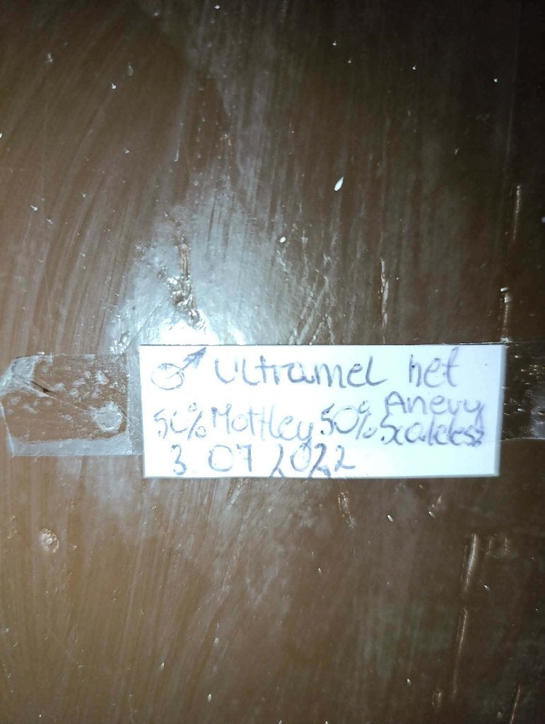 Rattenslang met terrarium Rat Snake photo 3