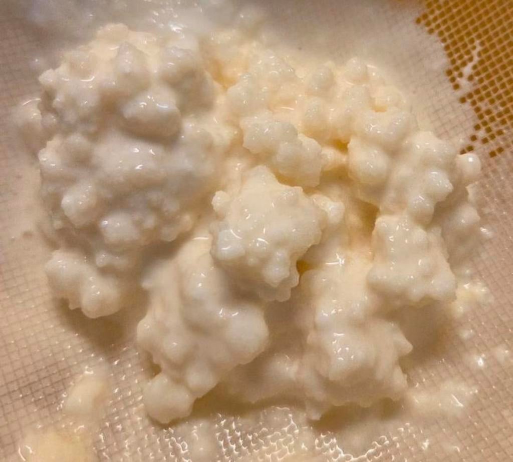 Melk kefir, Ophalen of Verzenden