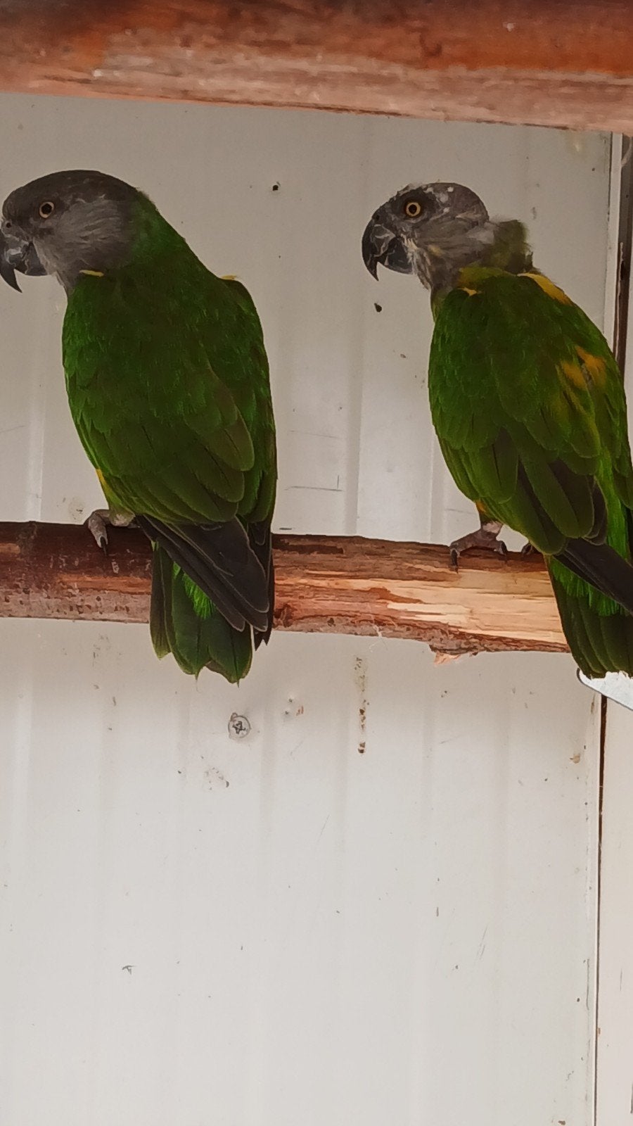 bonte boer 2 mannen met dna, Dieren en Toebehoren, Meerdere dieren, Papegaai