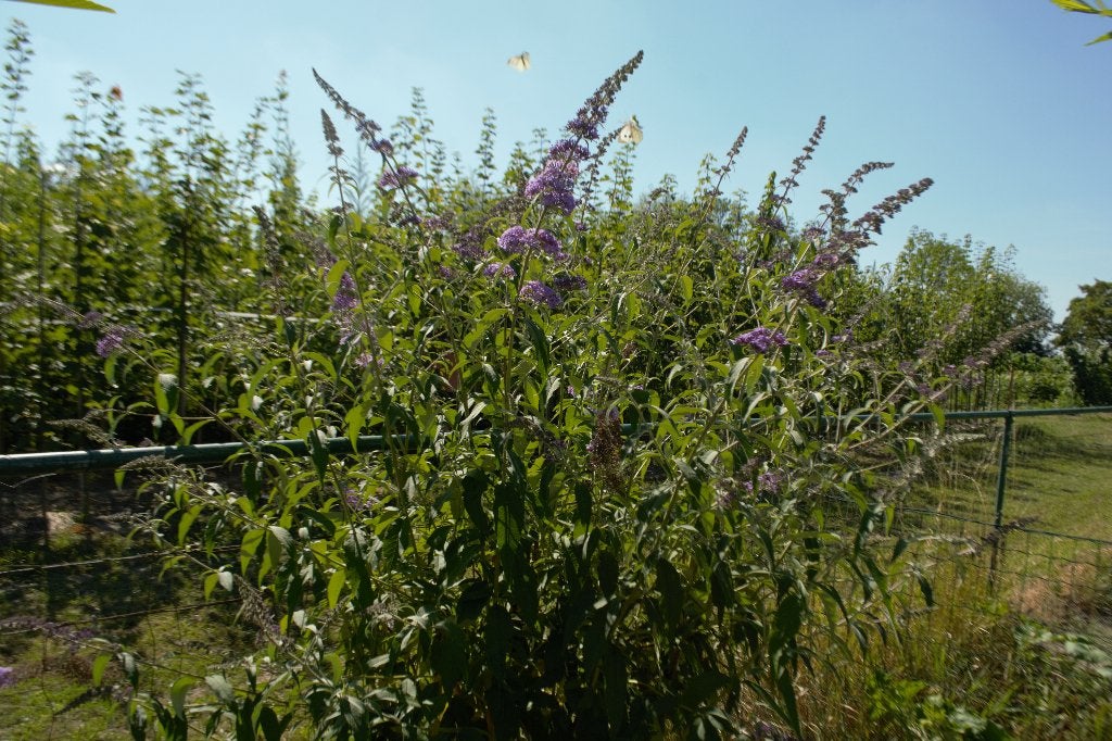 Vlinderstruik (Buddleja davidii), Volle zon, Vaste plant, Zomer, Ophalen