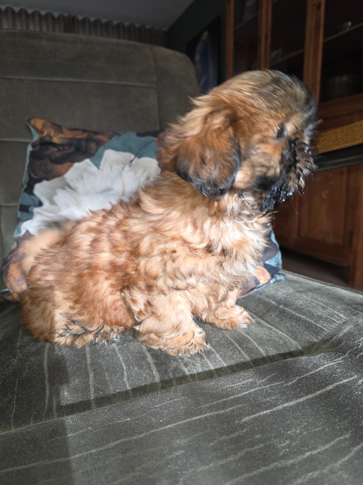 Boomer pups, Parvo, Overige rassen, 8 tot 15 weken, Meerdere