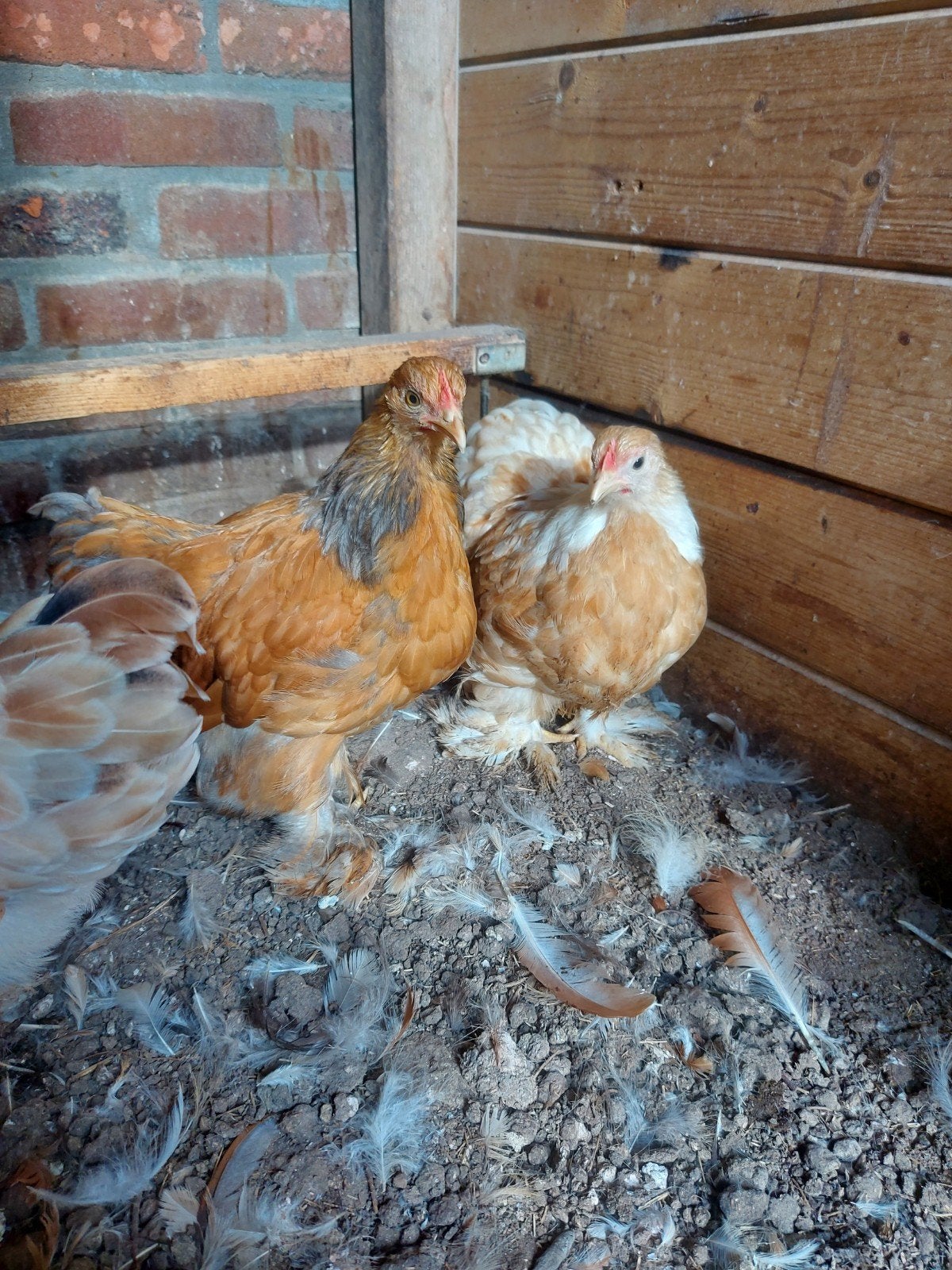 cochin kriel hennetjes glad en krulveer, Dieren en Toebehoren, Vrouwelijk, Kip