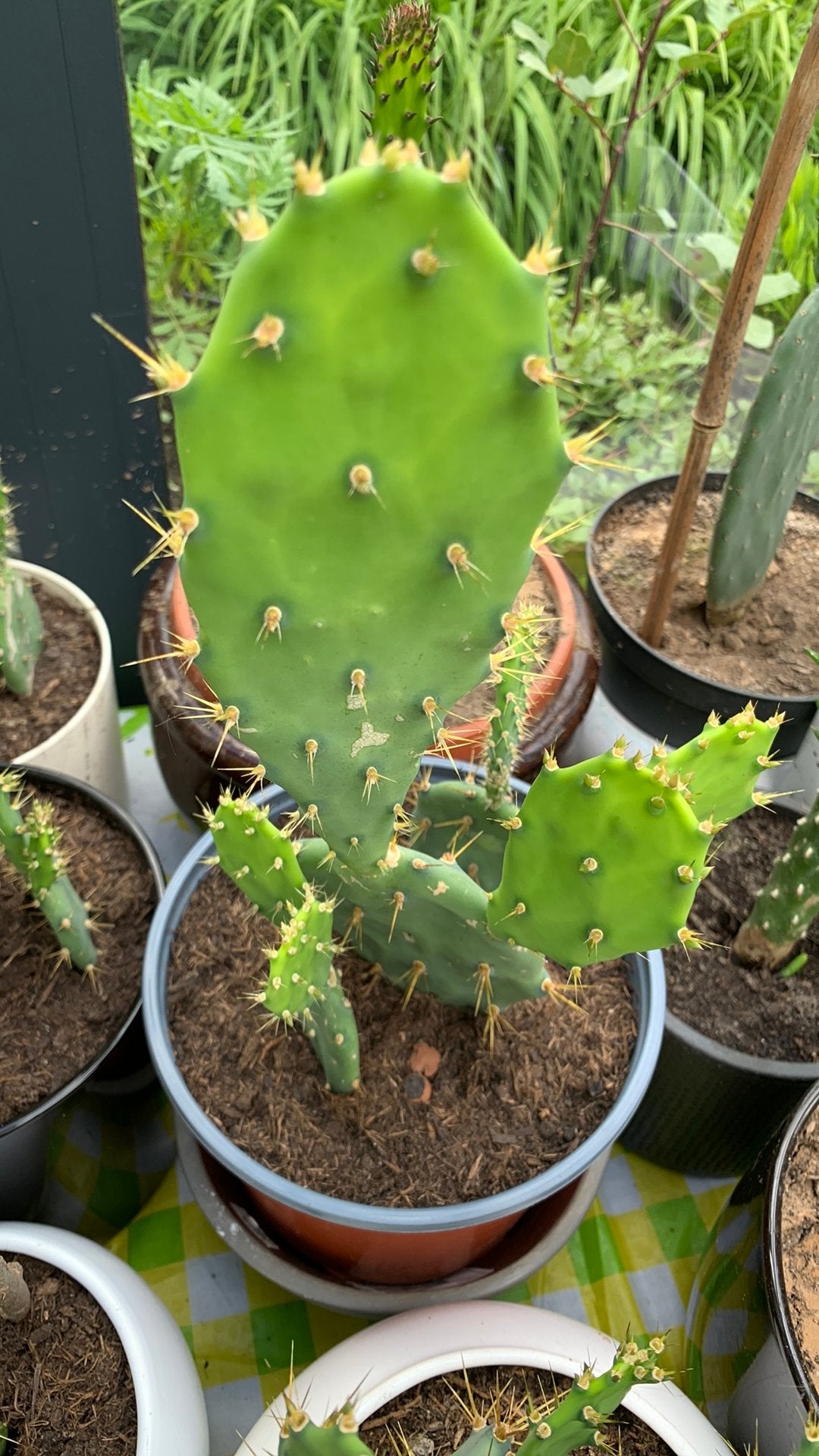 Cactus plant met pot €10, Huis en Inrichting, Kamerplanten, Ophalen, Cactus, Volle zon, Minder dan 100 cm