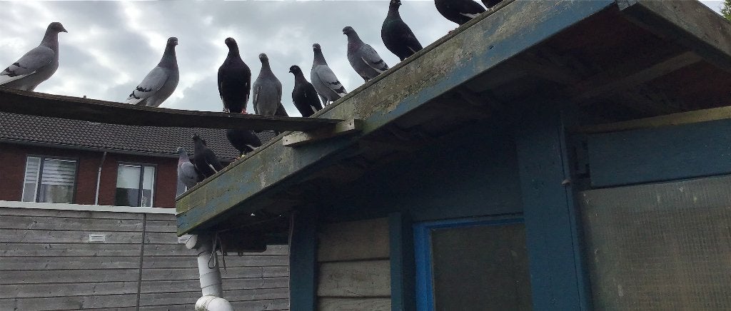 Te koop csapos hoogvliegers, Dieren en Toebehoren, Vogels | Duiven, Meerdere dieren, Overige soorten