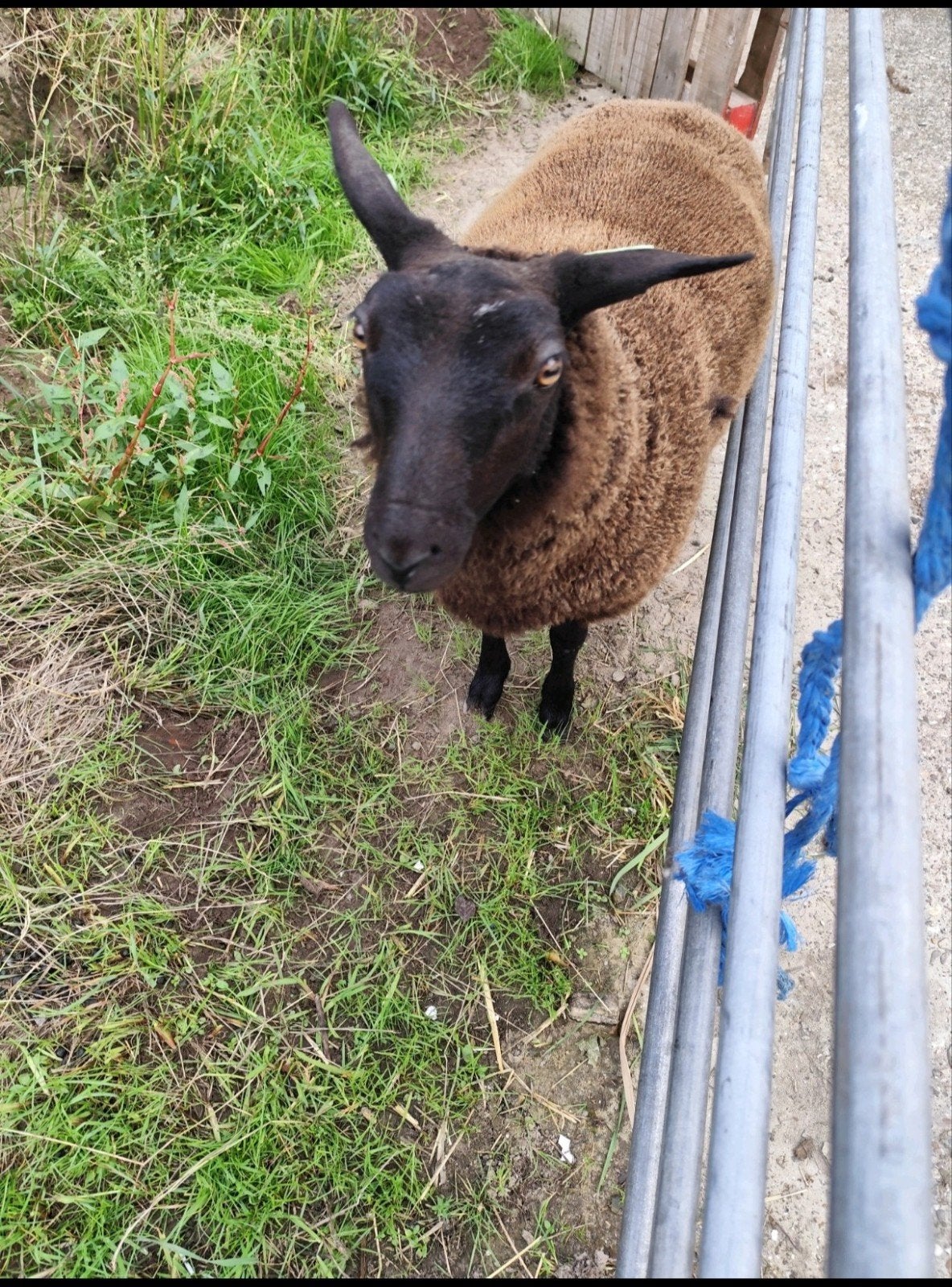 schaap, Dieren en Toebehoren