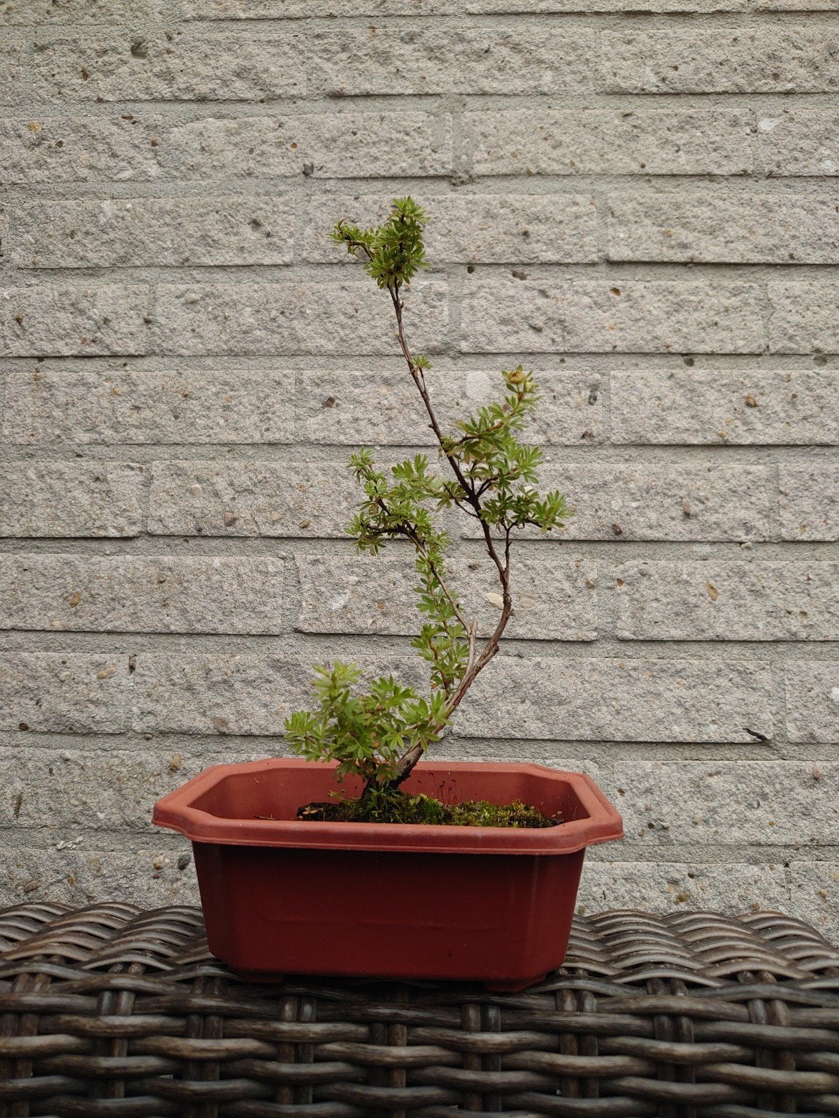 Potentilla Bonsai Super Starter in plastic pot, 24cm hoog, Tuin en Terras, Ophalen