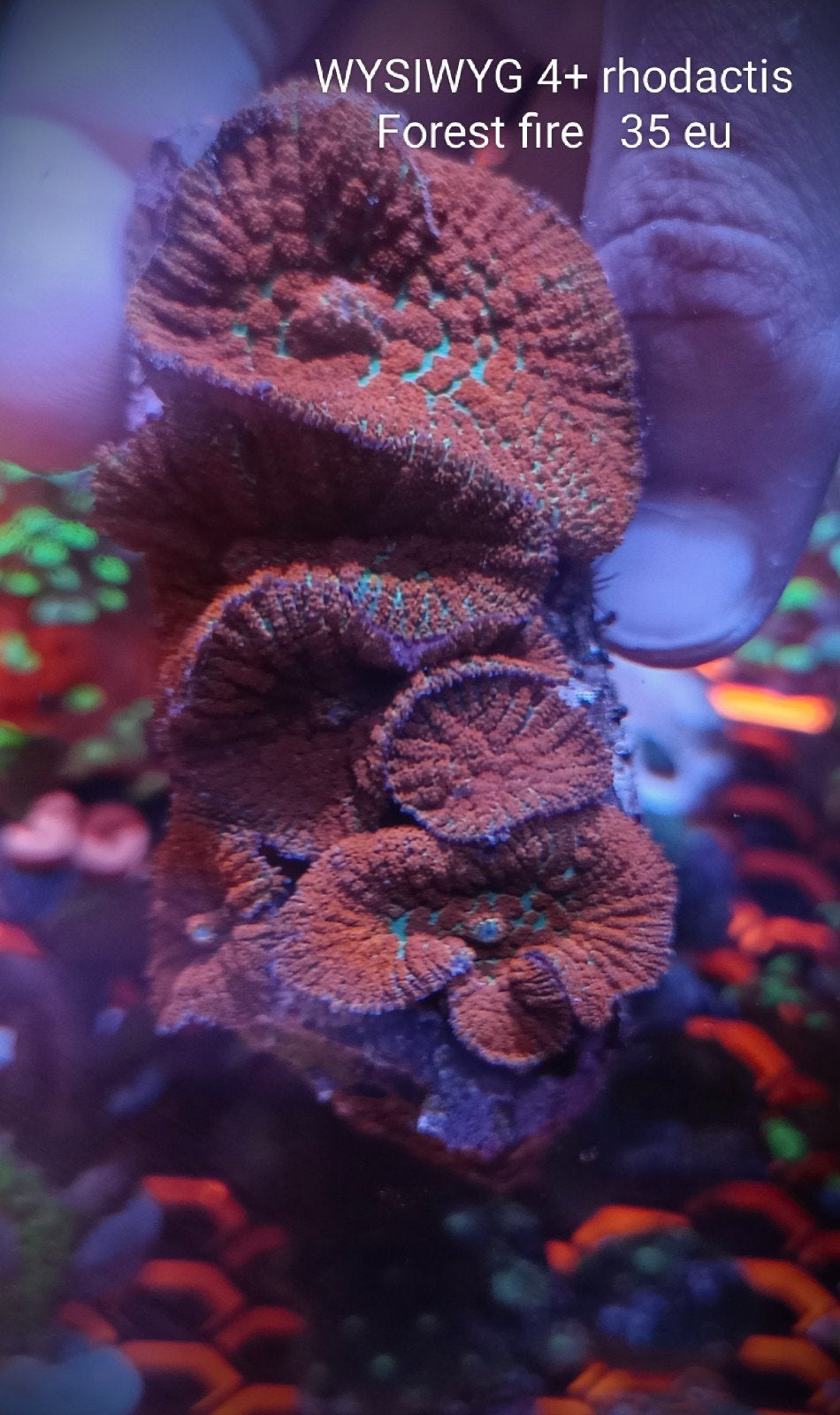 WYSIWYG 4-5 rhodactis Forest fire oren, Dieren en Toebehoren, Vissen | Aquariumvissen, Zoutwatervis
