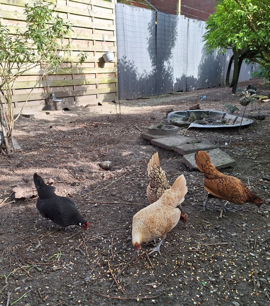 4 krielkipjes, Sebright, Meerdere dieren, Kip