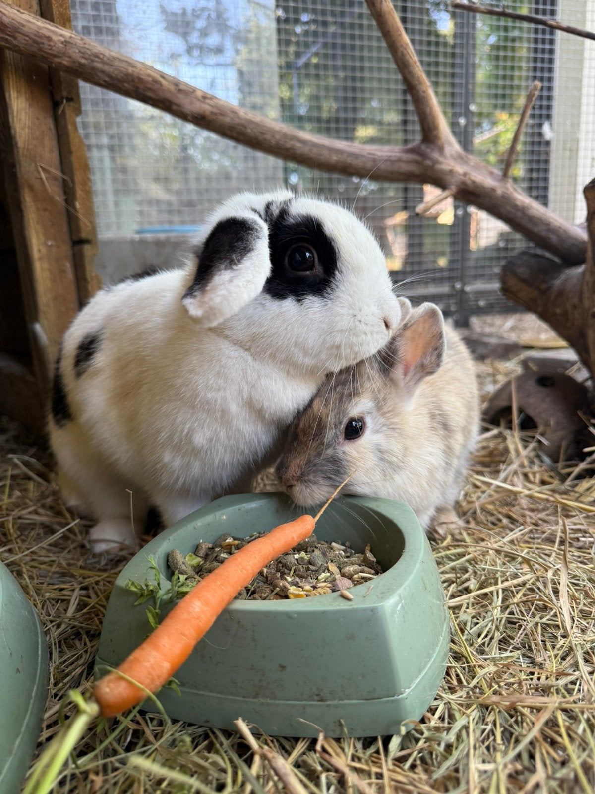 2 lieve konijnen, Dieren en Toebehoren, Konijnen, Vrouwelijk, Klein, Hangoor, 0 tot 2 jaar