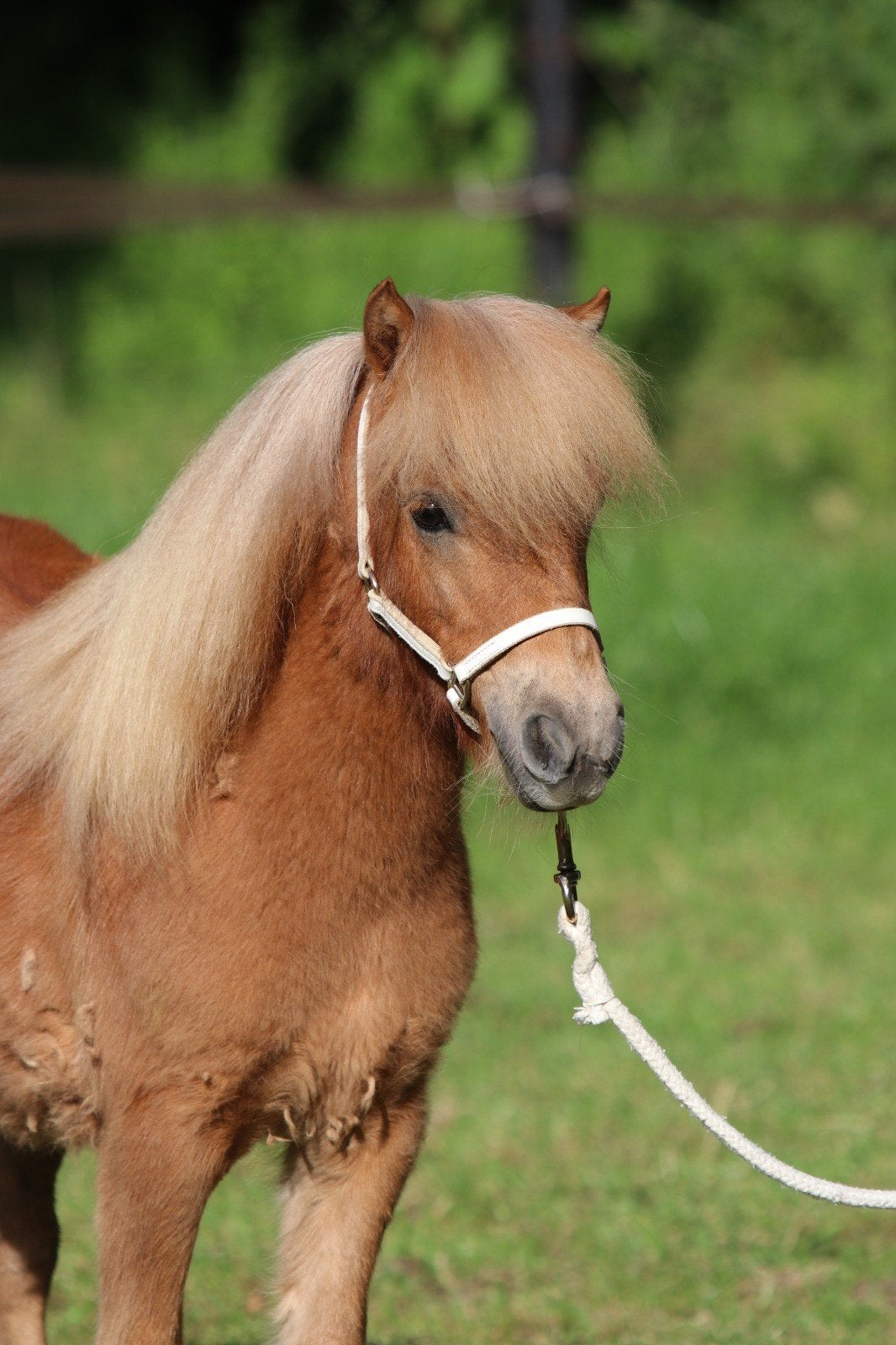 Prachtige mini merrie en bonte goedgekeurde dekhengst, Dieren en Toebehoren, Pony's, Meerdere dieren, A pony (tot 1.17m), Met stamboom