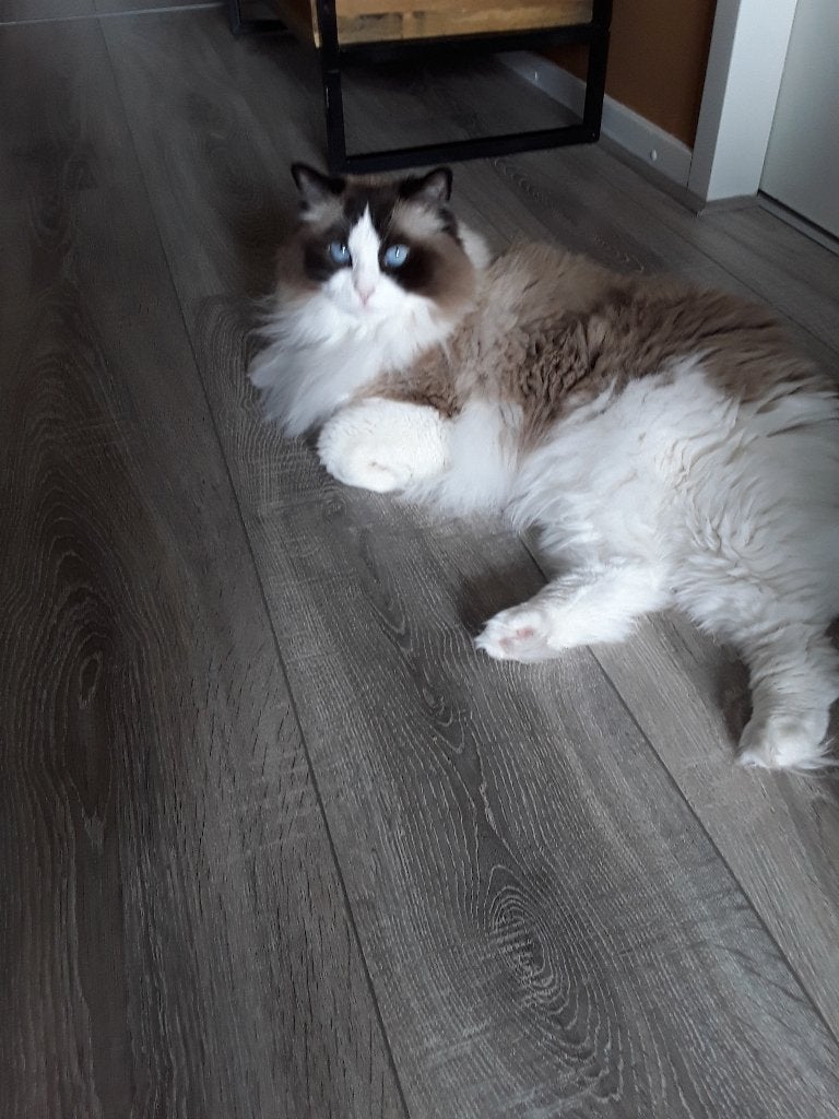 Ragdoll, Poes, Met stamboom, 3 tot 5 jaar
