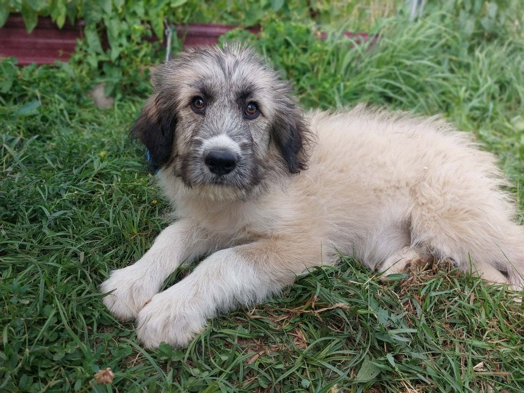 PRACHTIGE PUP, LANA, TEEFJE, KLEINE MIDDELMAAT, ZOEKT MAND, Dieren en Toebehoren, Honden | Niet-rashonden, Particulier, 15 weken tot 1 jaar
