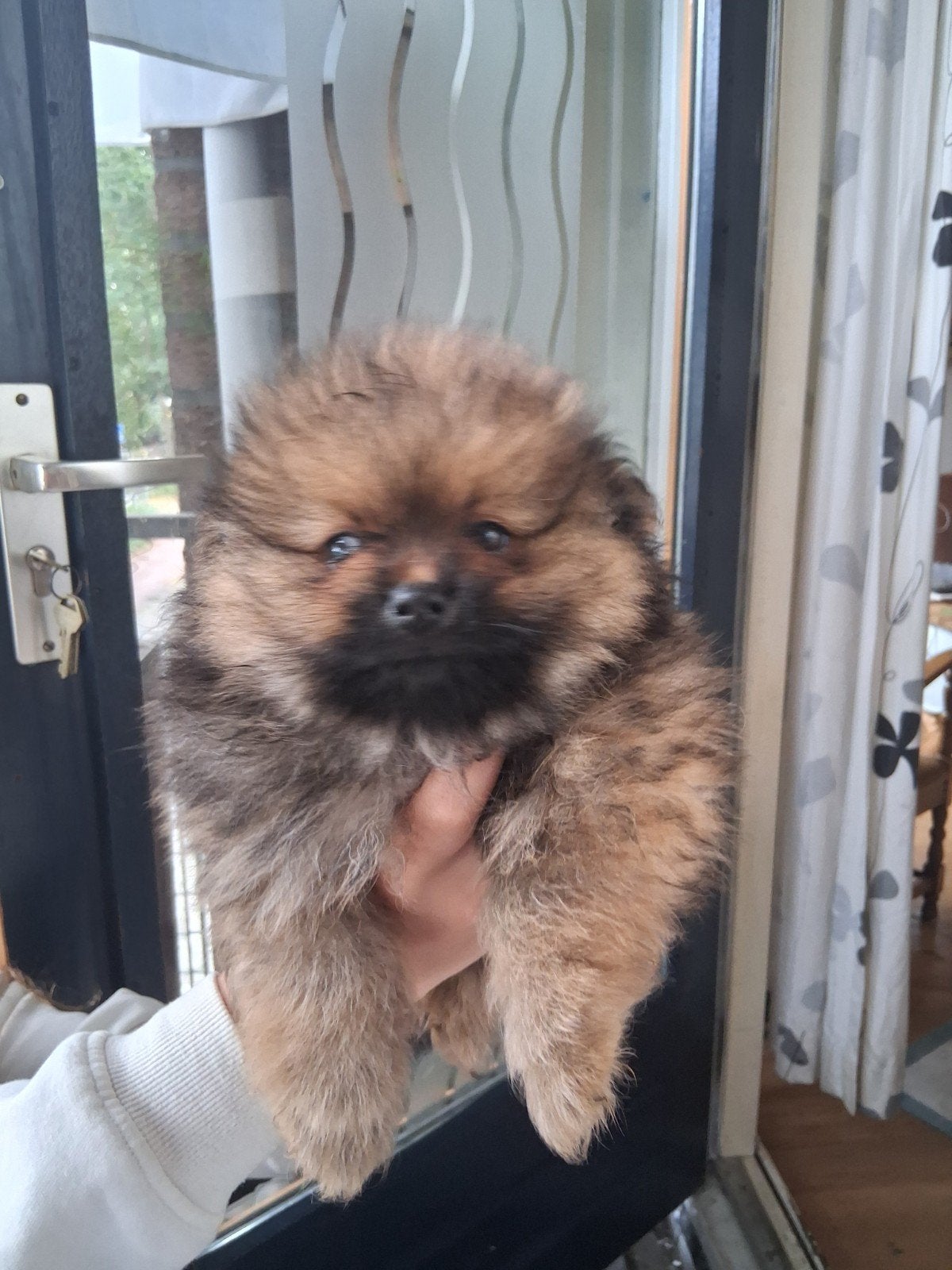 pomerenian pups, Keeshond, Reu, Meerdere, Nederland