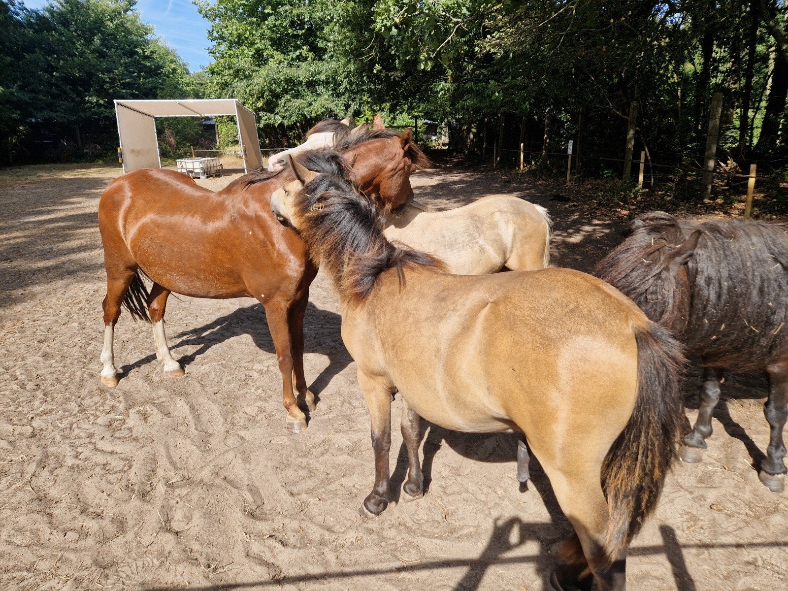 Lieve pony's zoeken verzorger., Ophalen of Verzenden