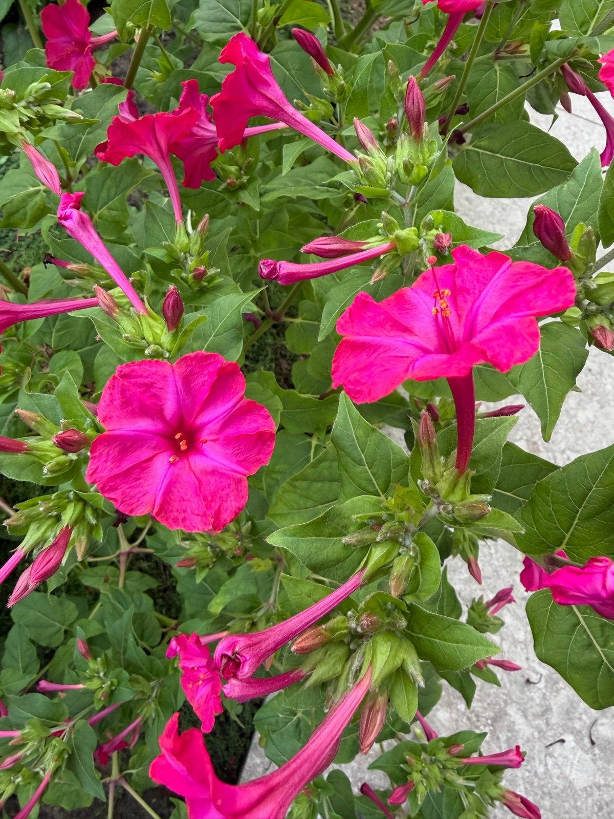 Prachtige Roze Mirabilis Jalapa - Vieruurtjesplant, Ophalen of Verzenden, Volle zon