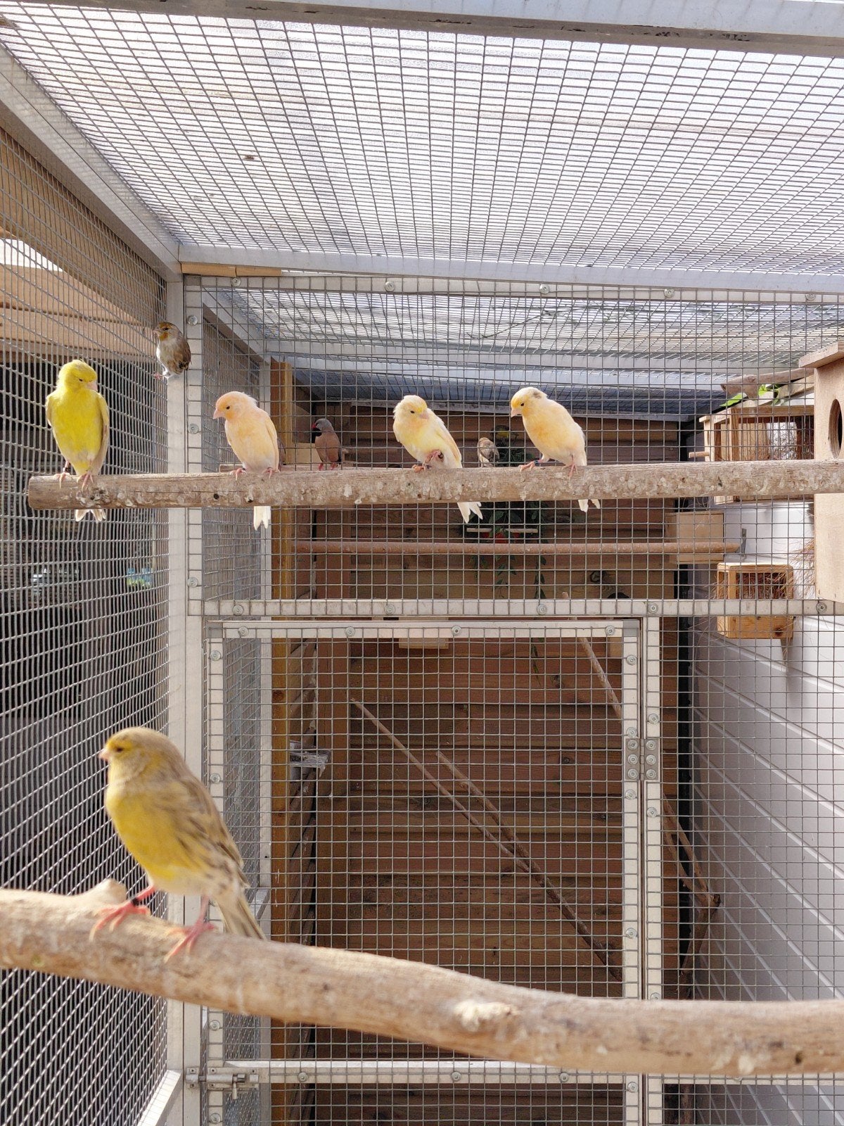 div zang kanaries, Dieren en Toebehoren, Mannelijk, Zangkanarie