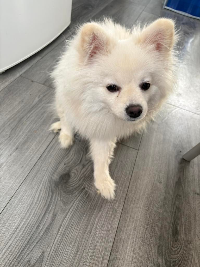 Pomeriaan (Spitz), Dieren en Toebehoren, Particulier, 15 weken tot 1 jaar, Buitenland, Parvo