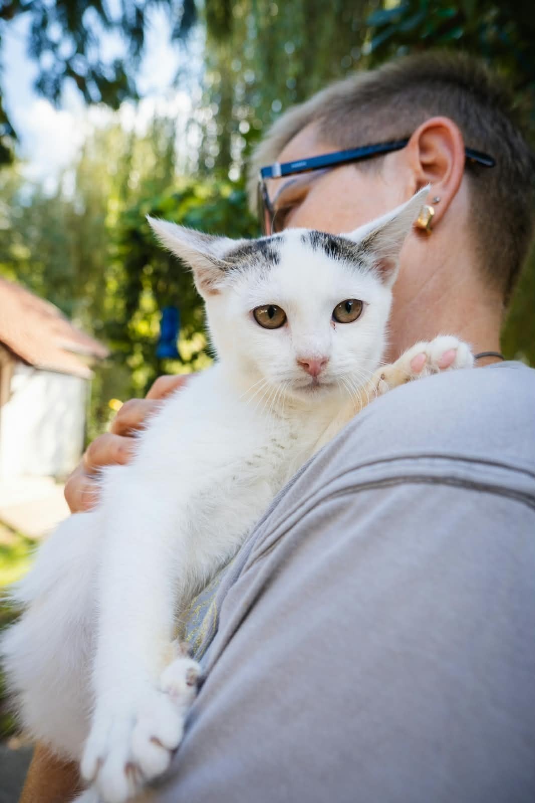 Lulu zoekt een baasje, Dieren en Toebehoren, Poes, Kortharig, 0 tot 2 jaar