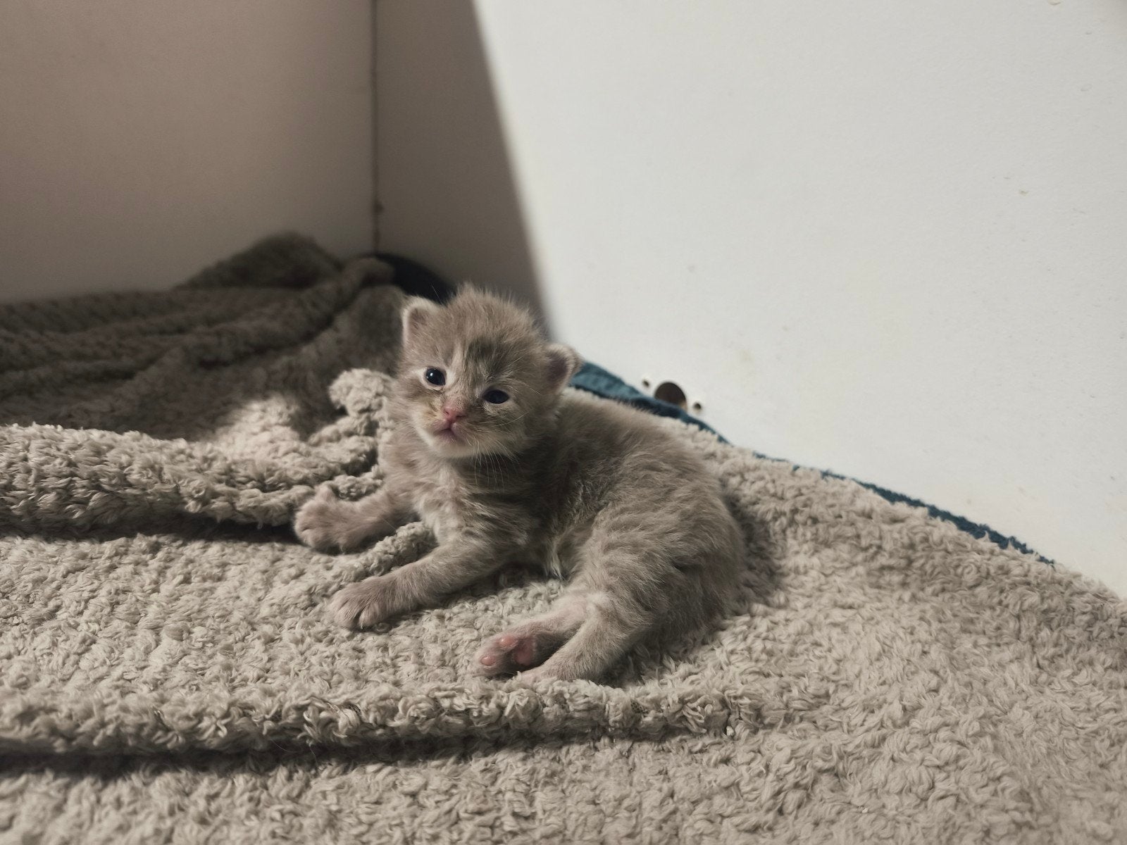 Maine Coon kittens, Meerdere dieren, Gechipt, 0 tot 2 jaar