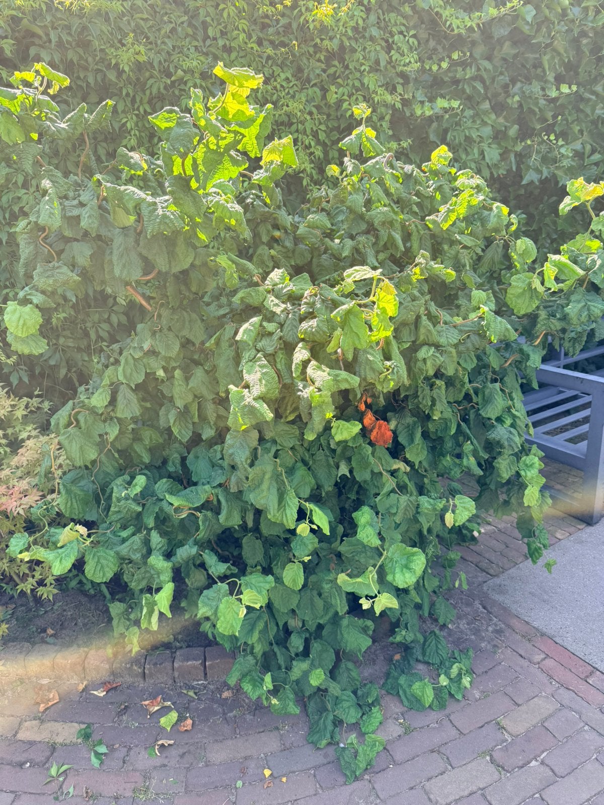 Kronkelhazelaar, Ophalen, Overige soorten, 100 tot 250 cm