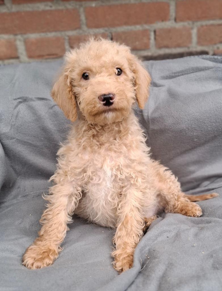 Lieve labradoodle puppy's, kleine medium., Dieren en Toebehoren, Honden | Retrievers, Spaniëls en Waterhonden, Parvo, Overige rassen