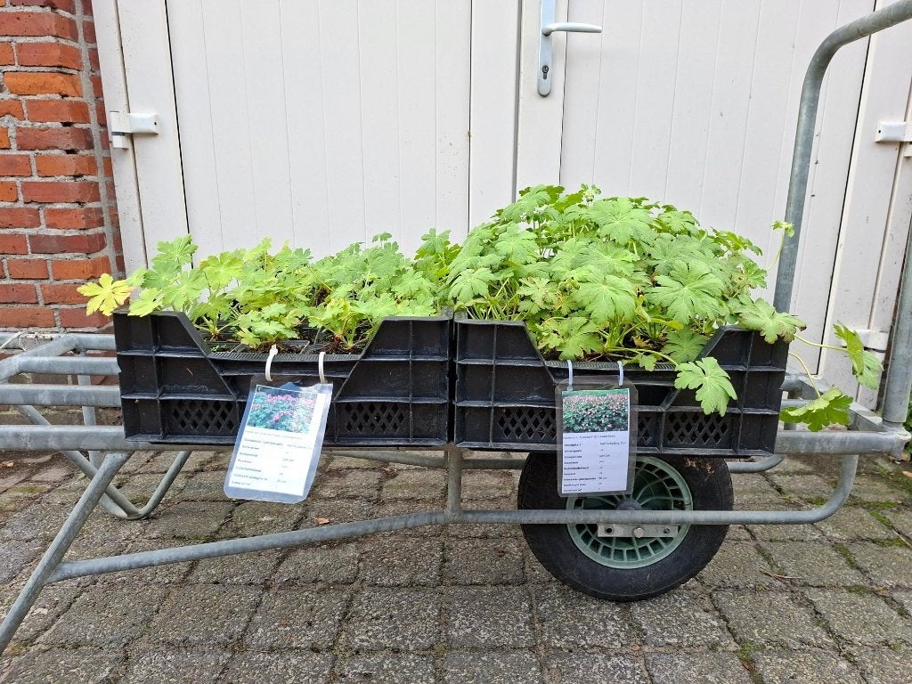 Mooie soorten wintervaste Geranium (Ooievaarsbek in pot)!, Tuin en Terras, Ophalen, Overige soorten, Volle zon