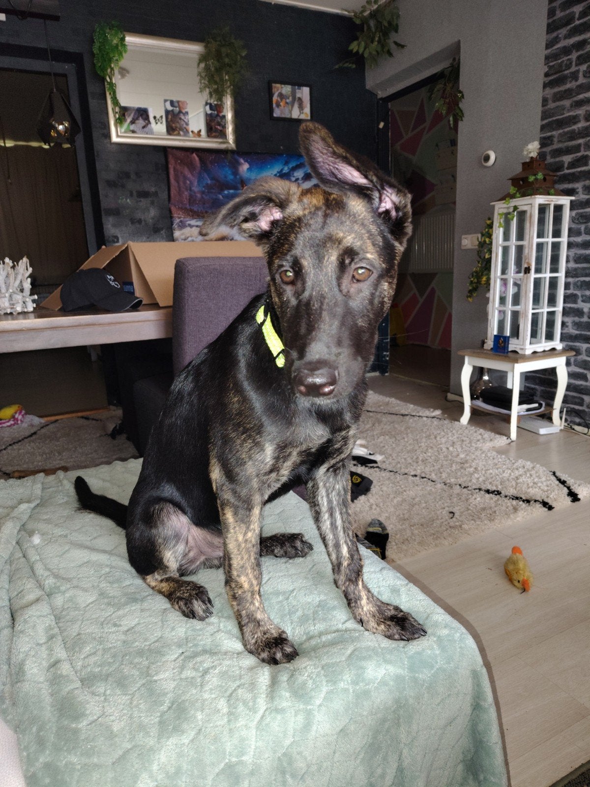 hollandse herder, 15 weken tot 1 jaar, Reu, CDV (hondenziekte), Groot