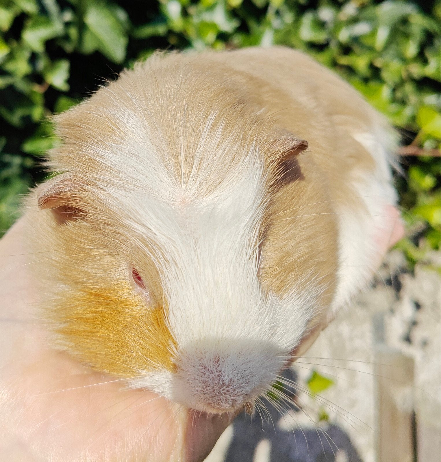 lilac cavia beertje, Dieren en Toebehoren, Juli, Mannelijk, Cavia