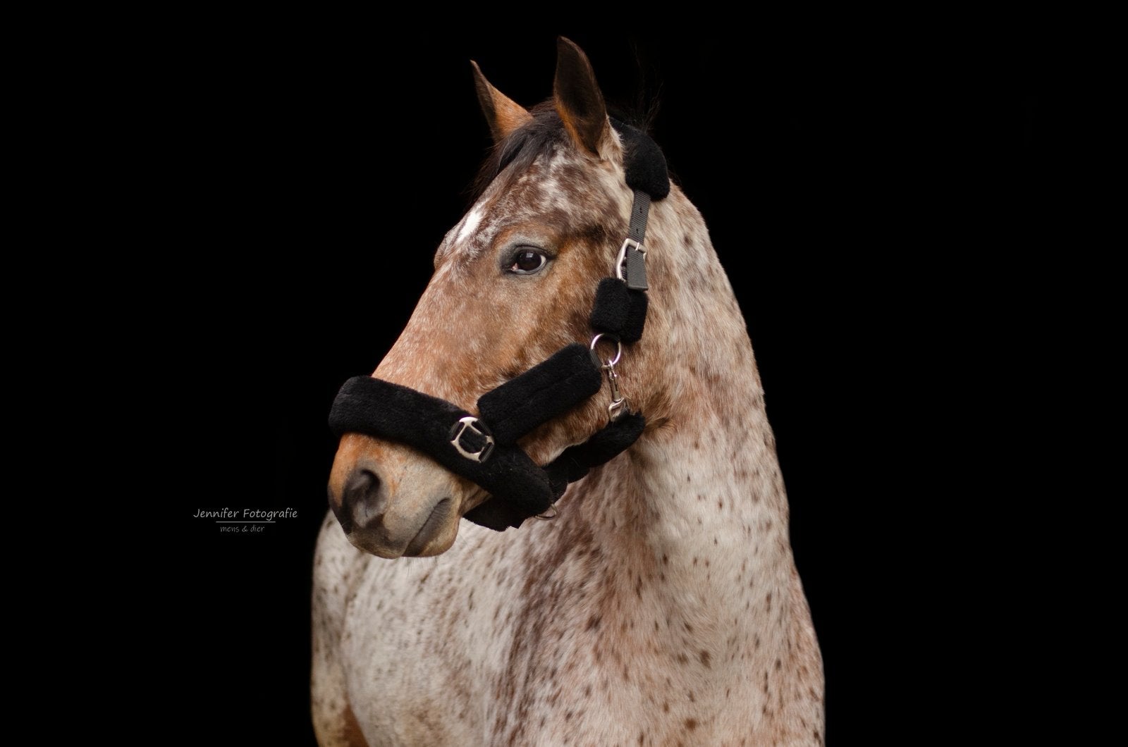 Verzorger/verzorgster gezocht voor 12 jarige ruin, Dieren en Toebehoren, 1 paard of pony