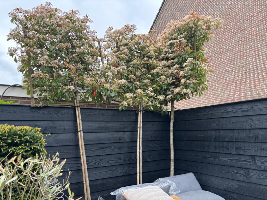 Grote leiphotinia red robin stam 13.15 cm, Ophalen, Leiboom, Halfschaduw, Lente