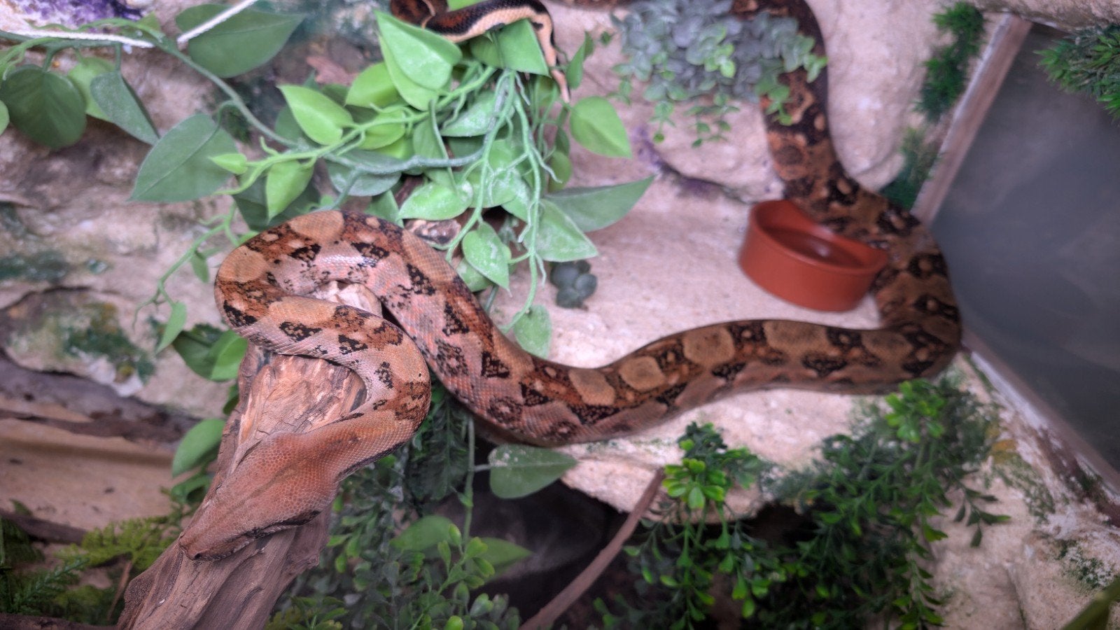 boa constrictor vrouwtje Boa Constrictor photo 3