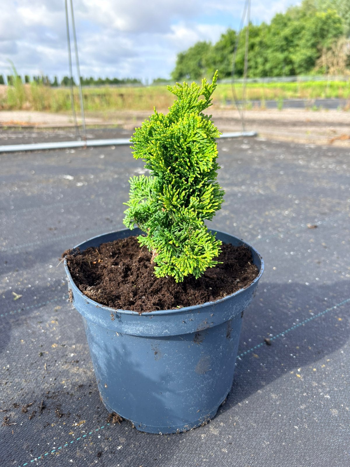 Japanse dwergcypres Chamaecyparis obtusa 'Nana Gracilis', Ophalen of Verzenden, Overige soorten, Minder dan 100 cm