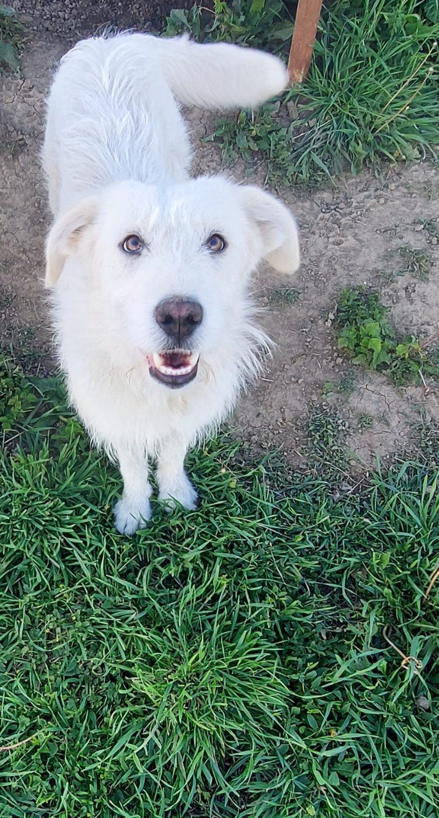 Olga is ter adoptie!, Dieren en Toebehoren, Honden | Niet-rashonden, Handelaar, 1 tot 2 jaar, Buitenland, Teef