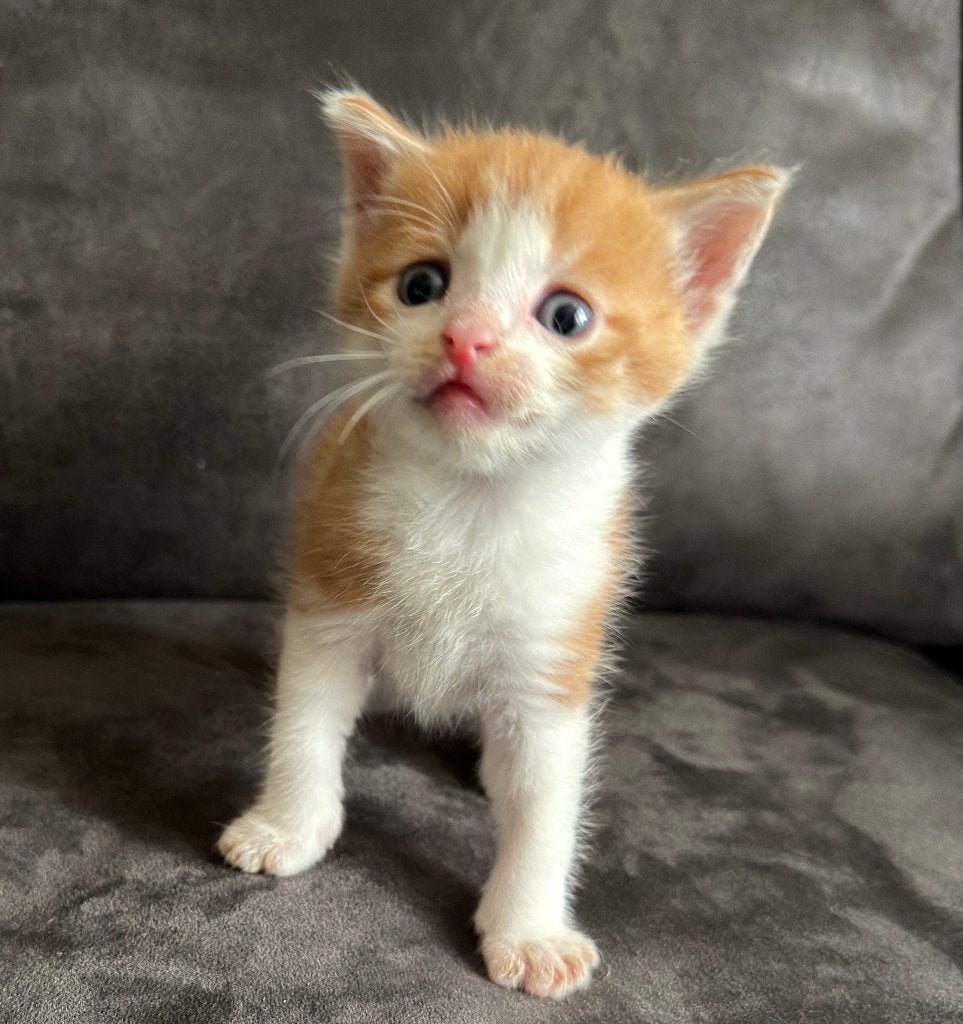 Europesche korthaar kittens, Meerdere dieren, Kortharig, 0 tot 2 jaar