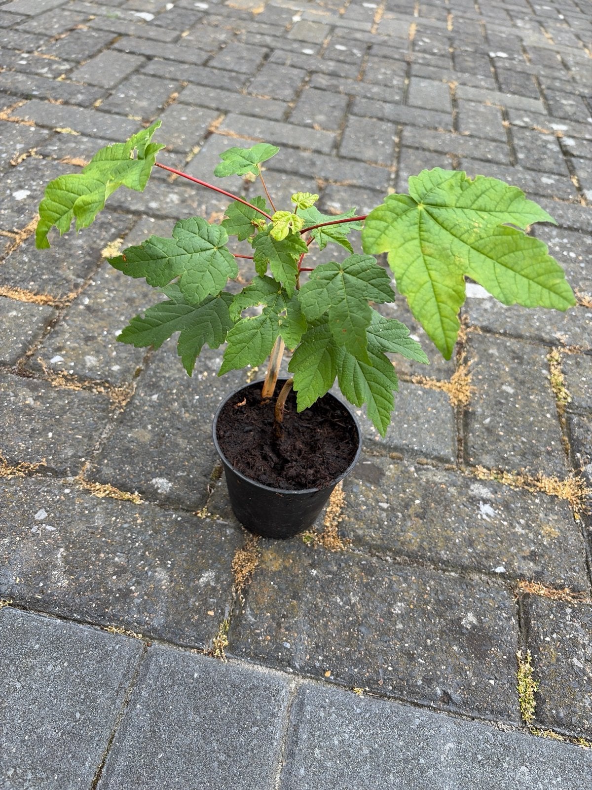 Stekje Gewone Esdoorn - 1 beschikbaar in bieb, Tuin en Terras, Planten | Bomen, Bloeit niet, Overige soorten, Minder dan 100 cm