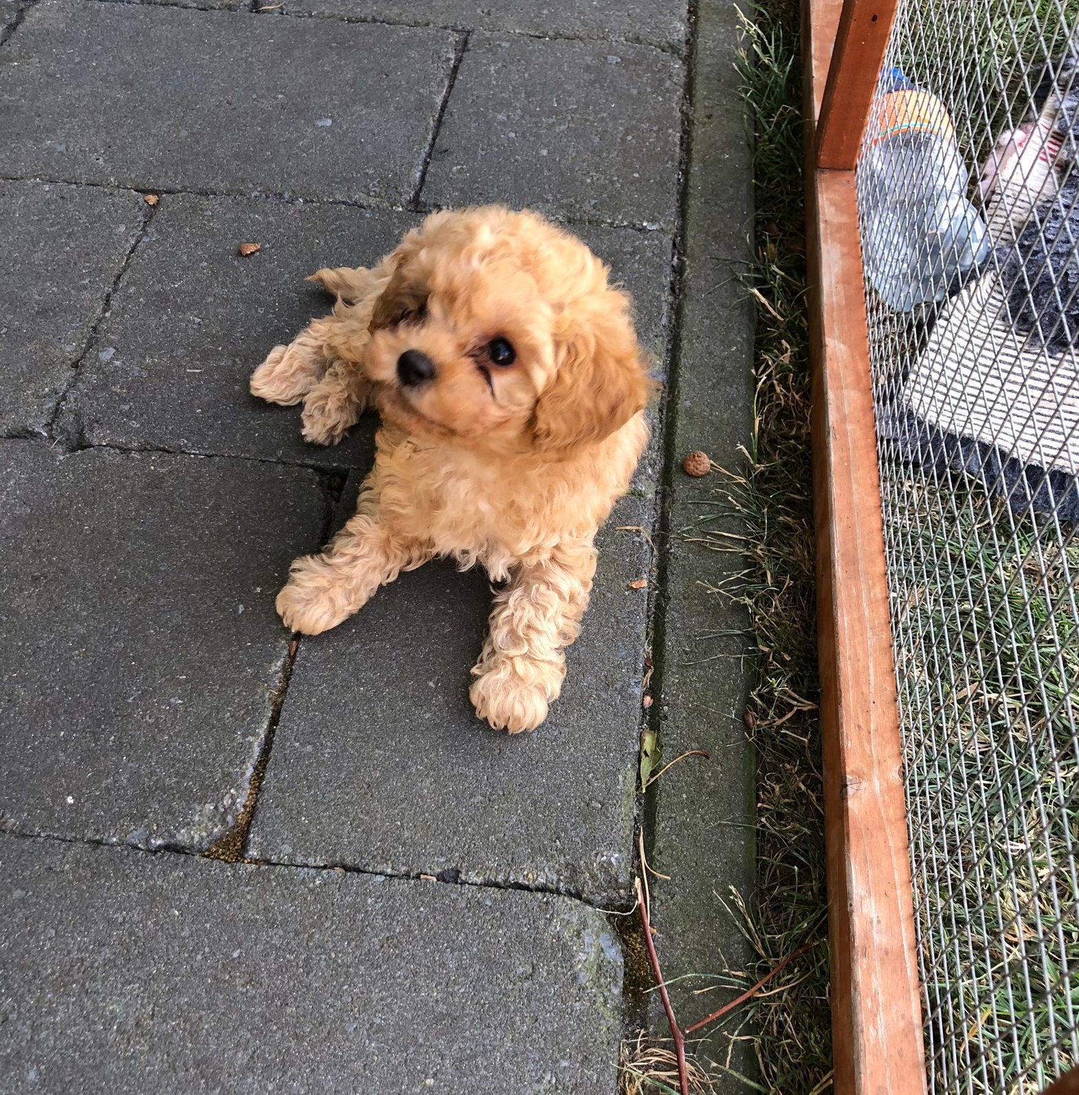 Mini Maltipoo Reutje, België, Particulier, Overige rassen, 8 tot 15 weken