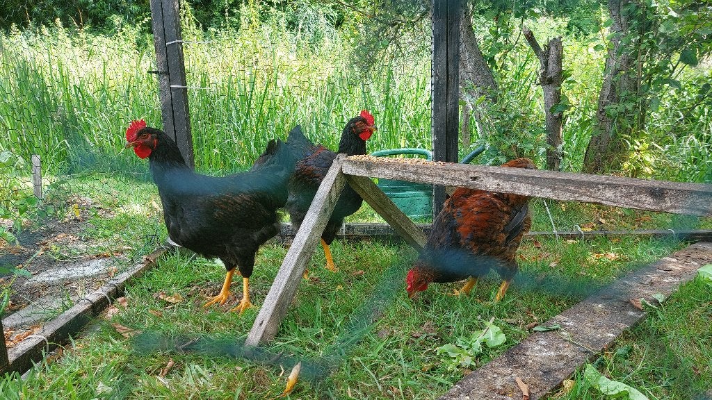 Barnevelder hanen, Dieren en Toebehoren, Pluimvee, Mannelijk, Kip