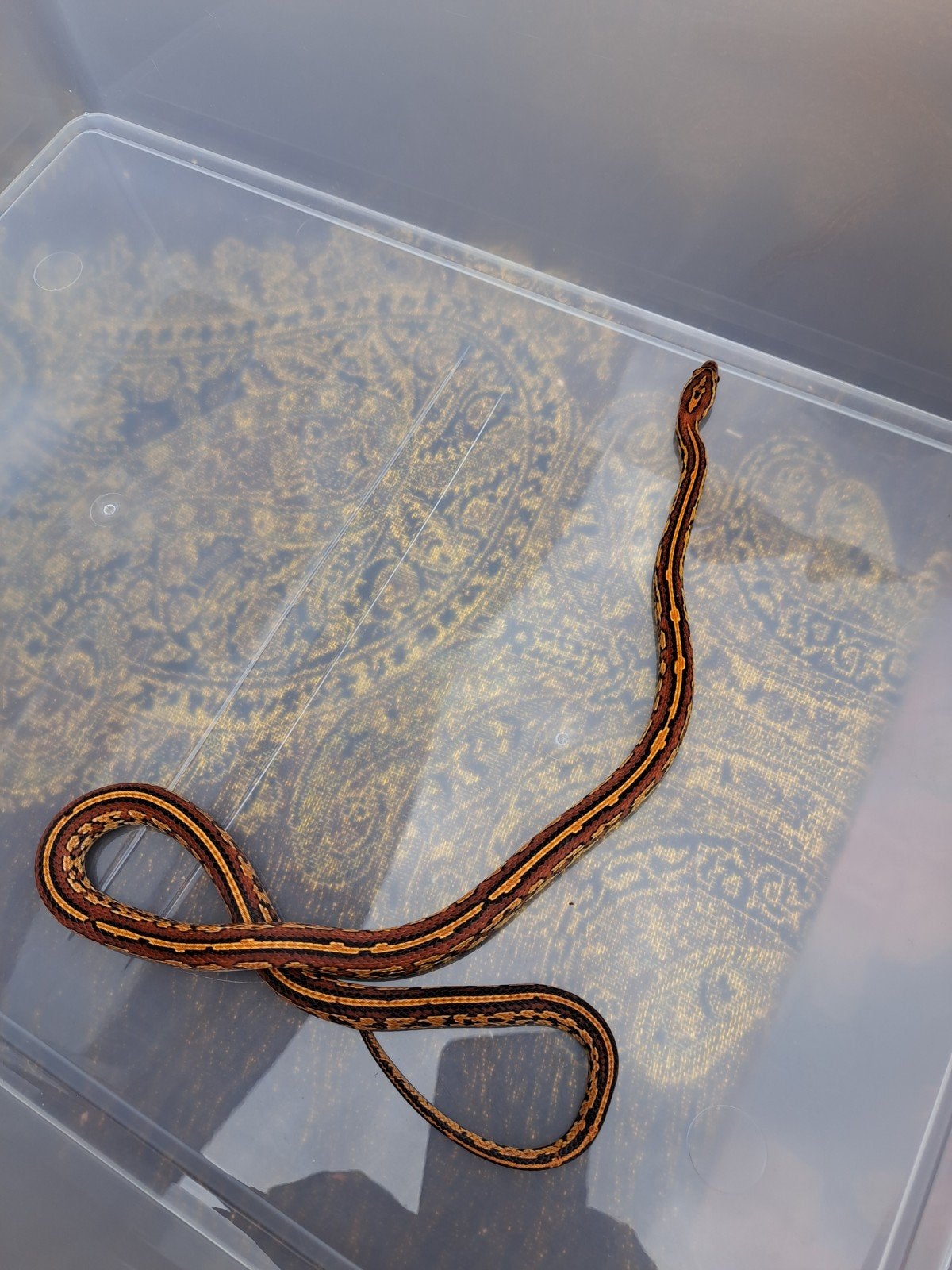 ***0.1 extreem okeetee tessera***, Dieren en Toebehoren, Reptielen en Amfibieën, Slang, Tam, 0 tot 2 jaar