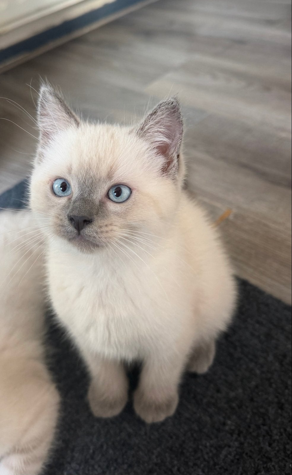 Ragdoll x Britse Korthaar Kittens, Dieren en Toebehoren, Meerdere dieren, Kortharig, 0 tot 2 jaar