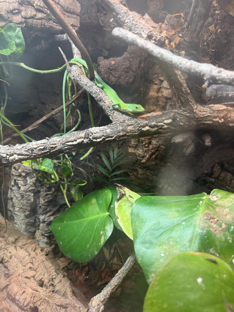 0.0.4 Gastropholis Prasina (waarschijnlijk 1.3 of 2.2), Dieren en Toebehoren, 0 tot 2 jaar