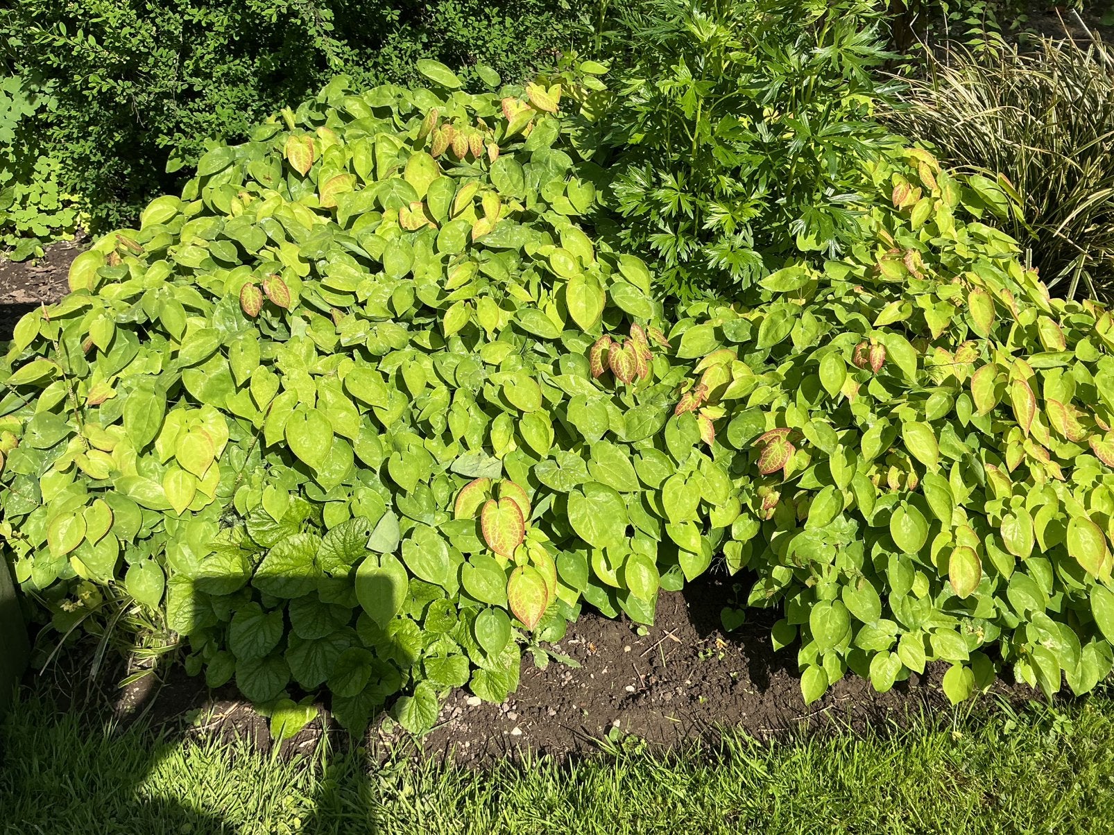 Epimedium Elfenbloem, Ophalen, Bodembedekkers, Halfschaduw