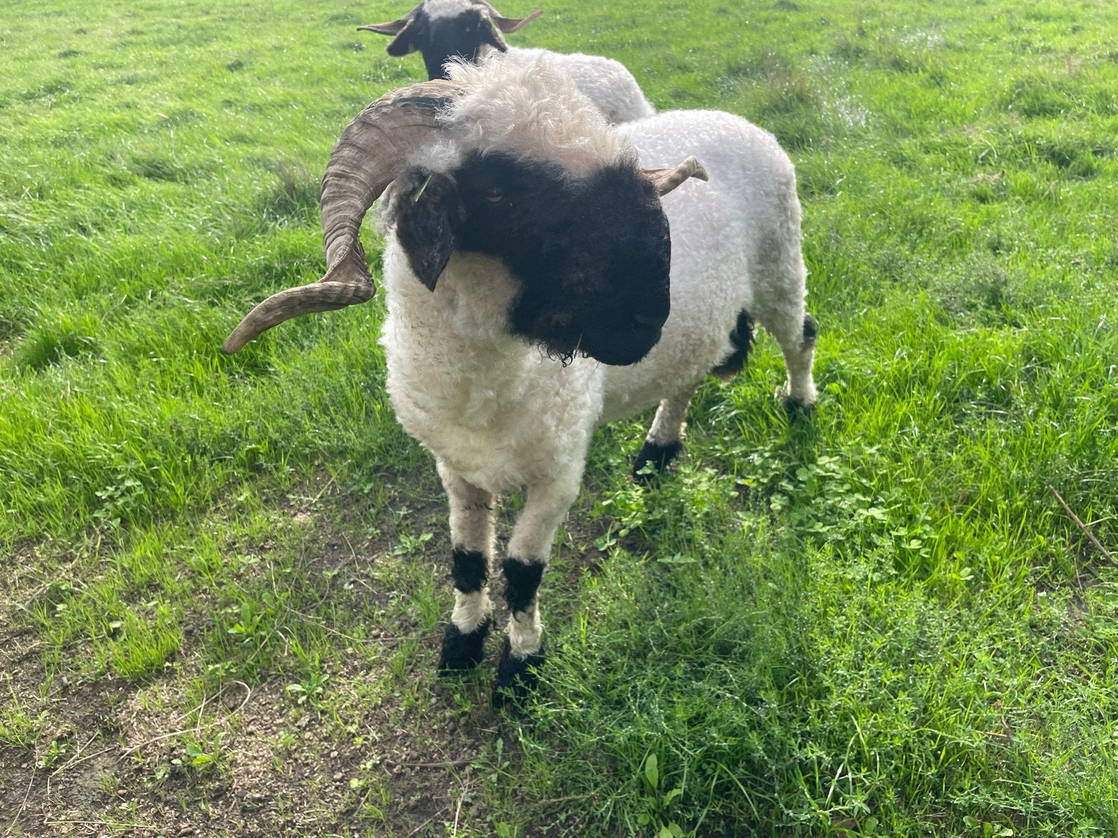 Walliser schwarznase ram, Mannelijk, Schaap, 0 tot 2 jaar